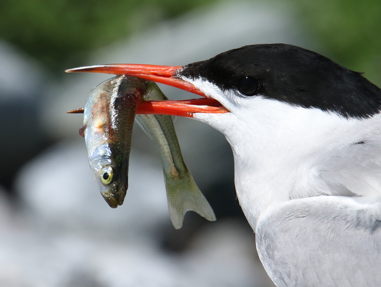 Common Tern with silverside