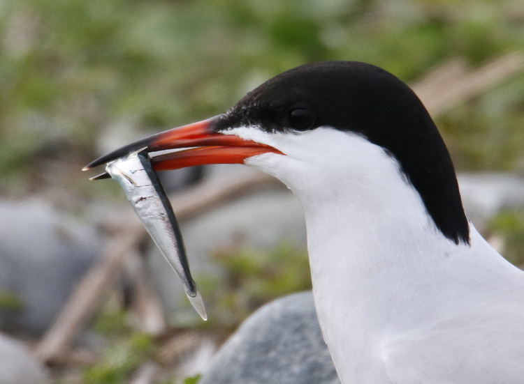 Common Tern carrying probable hake - North Brother, May 26, 2022 - Luc Bilodeau photo