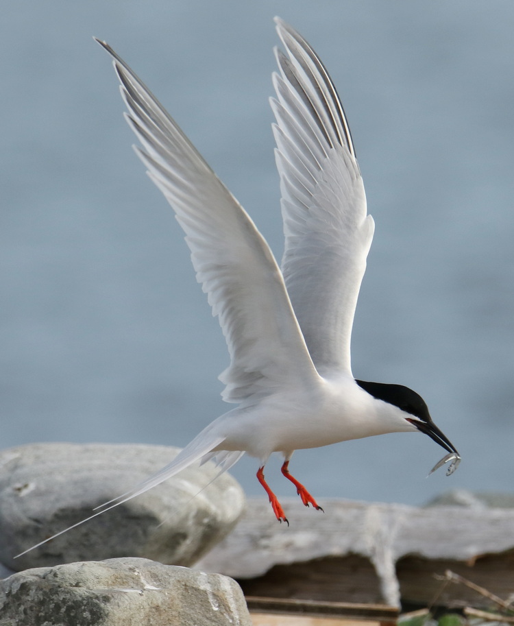 Roseate Tern with juvenile herring. North Brother - May 17, 2024 - photo by Luc Bilodeau