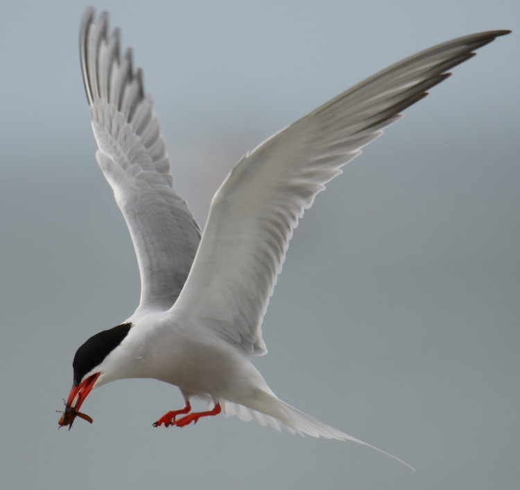 Common Tern with June bug. North Brother - May 17, 2024 - photo by Luc Bilodeau