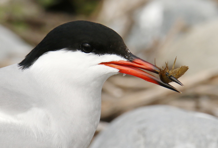 Common Tern with marine invertebrate. North Brother - May 20, 2024 - photo by Luc Bilodeau