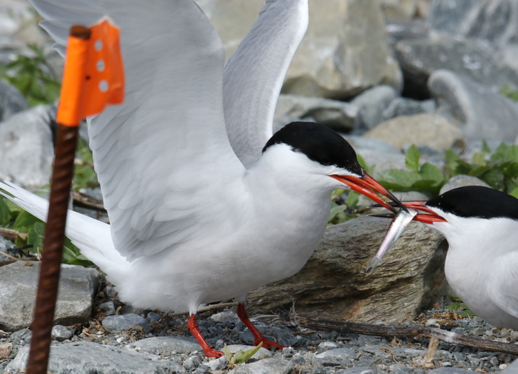 Common Tern with herring. North Brother - May 20, 2024 - photo by Luc Bilodeau