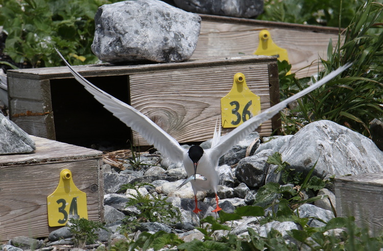 Kleptoparasitic Roseate Tern with herring
