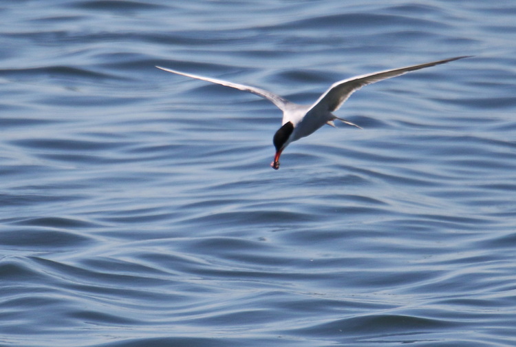 Common Tern with fish bits from effluent pipe - Dennis Point, June 15, 2022 - Luc Bilodeau photo