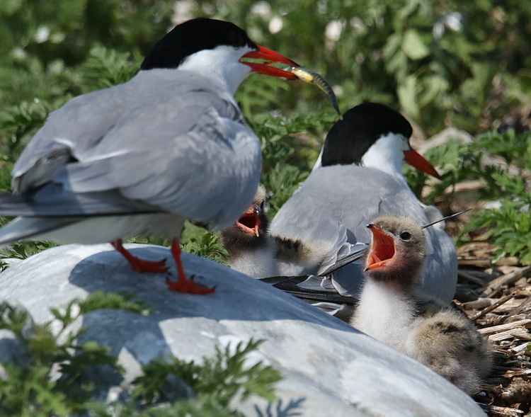 Common Tern bringing mummichog to chicks