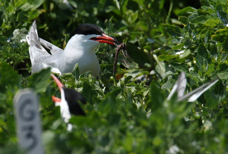 Common Tern with dragonfly