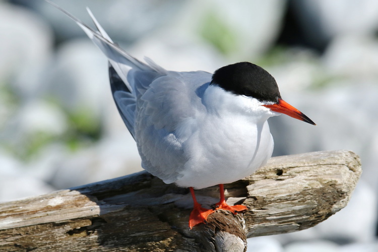Common Tern. North Brother - May 29, 2024 - photo by Luc Bilodeau