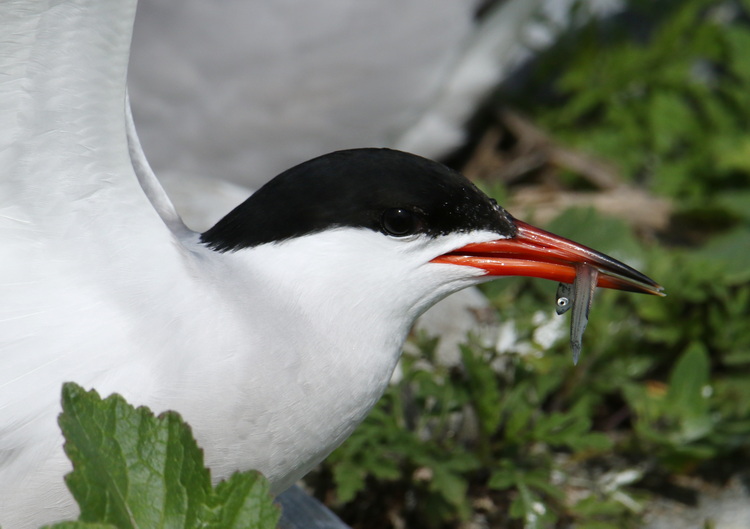 Common Tern with juvenile herring. North Brother - May 30, 2024