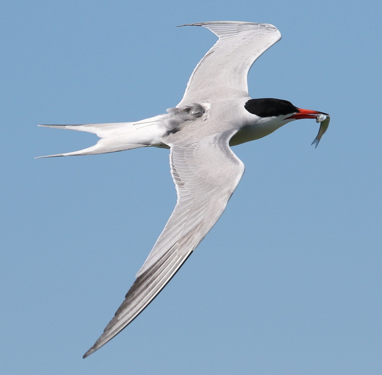 GPS tagged Common Tern with herring. North Brother