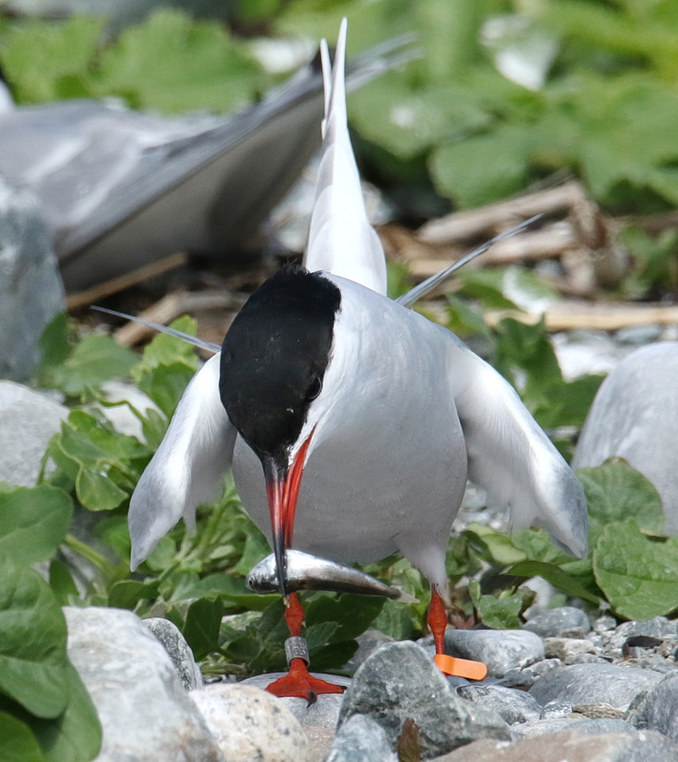 Common Tern with orange flag holding hake. North Brother