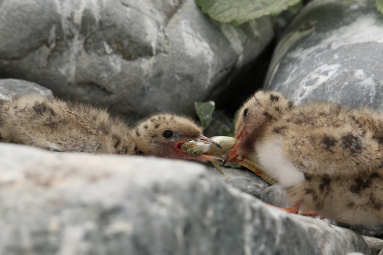 Common Tern chicks fighting over silverside, North Brother - June 29 2022 - Luc Bilodeau photo