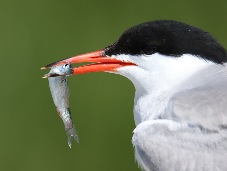 Common Tern with herring, North Brother - July 10 2022 - Luc Bilodeau photo