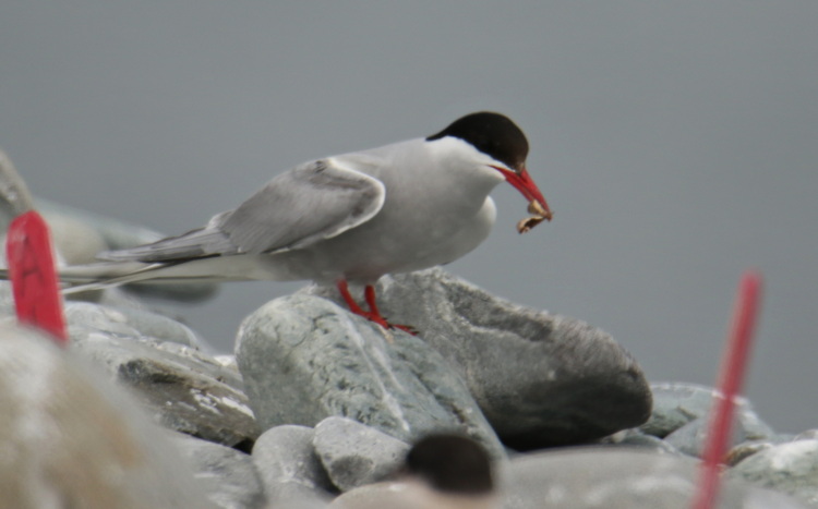 Arctic Tern with moth, North Brother - July 16 2022 - Luc Bilodeau photo