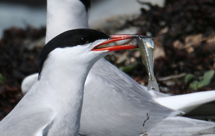 Common Tern with silverside. North Brother - May 13, 2024 - photo by Luc Bilodeau