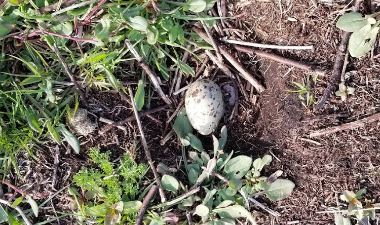 Image 3: Whole, but cold, tern egg - Île Ferrée, June 2, 2021 - Alix d'Entremont photo