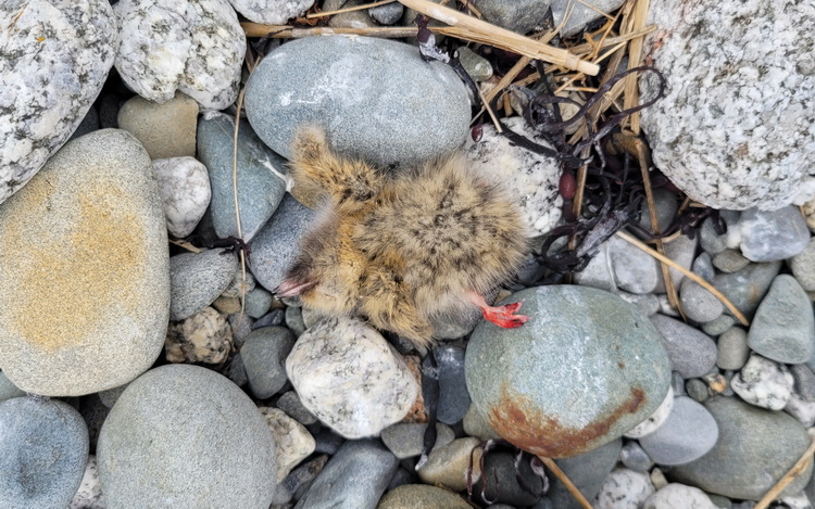Very weak tern chick, Coffin Island, Queens County - June 22, 2024