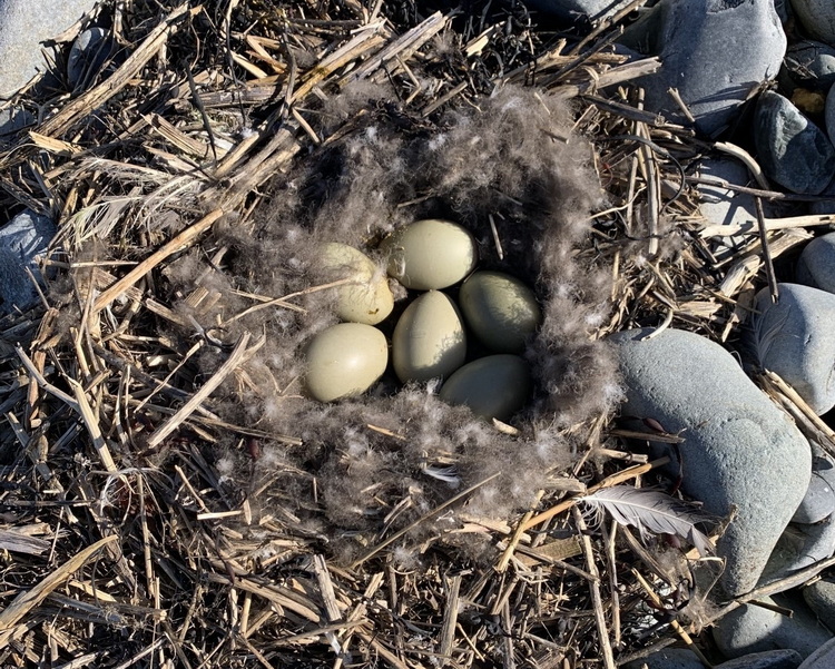First active Common Eider nest. North Brother - May 13, 2024 - photo by ?