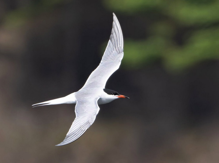 Common Tern at Île Ferrée, Pubnico Harbour