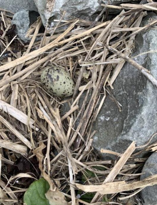 First tern egg of the season<br>North Brother - May 17, 2024 - photo by ?