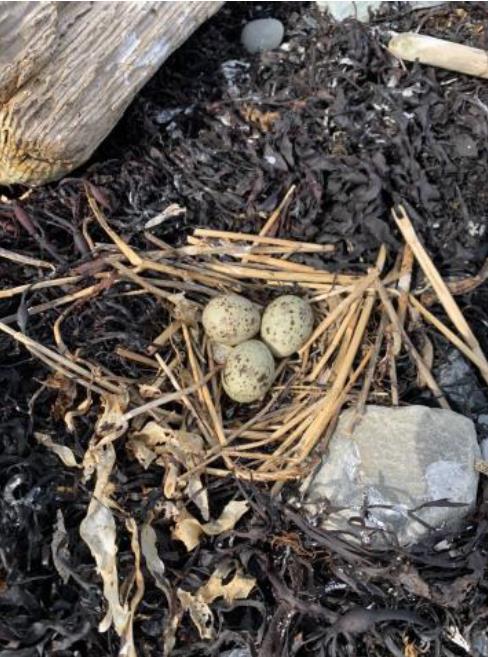 Common tern nest in a patch of seaweed - North Brother, May 27, 2024
