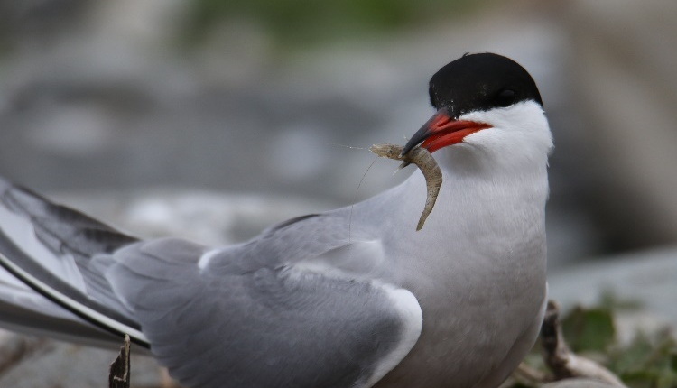 Common Tern with shrimp - North Brother, May 20, 2021 - Luc Bilodeau photo