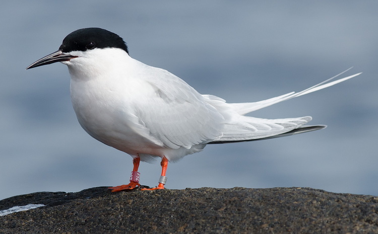 Roseate Terns Z64 at Sunken Ledge - June 11, 2024 - photo by Alix d'Entremont