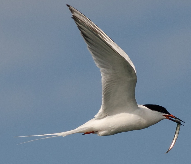 Roseate Tern with sandlance - July 1, 2022 - Alix d'Entremont photo