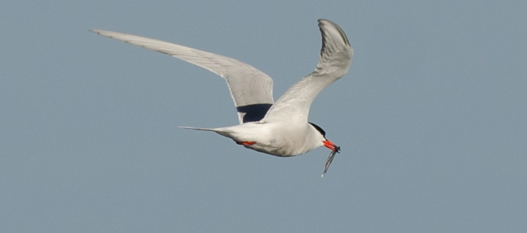 Common Tern carrying silverside? or smelt? - Ball Bar, June 11, 2021 - Alix d'Entremont photo