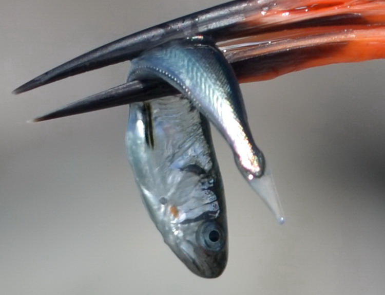Roseate Tern with Hake? - North Brother, NS, July 7, 2020 - Ted D'Eon photo