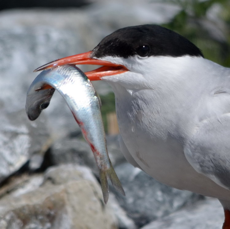 Common Tern with Herring - North Brother, NS, July 7, 2020 - Ted D'Eon photo