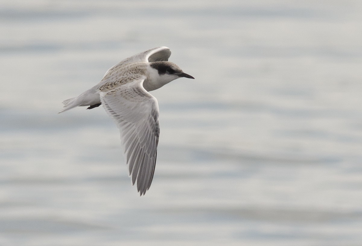 Juvenile Roseate Tern, North Brother, Nova Scotia - July 30, 2014 - Ted D'Eon photo