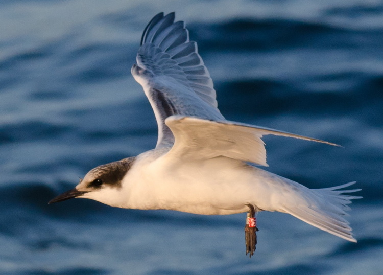 HY Roseate Tern Z42, Dennis Point - July 22, 2021 - Alix d'Entremont photo