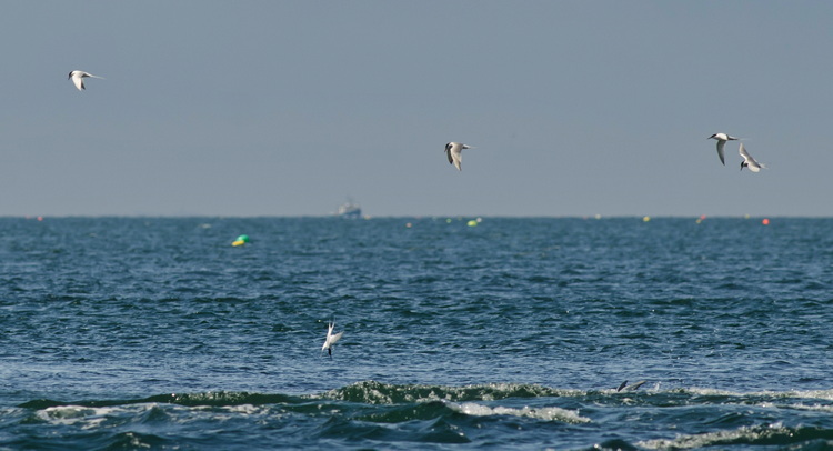 The three Roseate Terns at Bon Portage - May 5, 2024 - photo by Alix d'Entremont