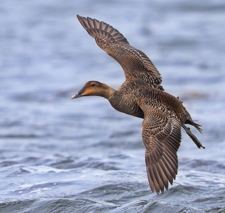 Female Common Eider at Île Chespêque, Pubnico Harbour