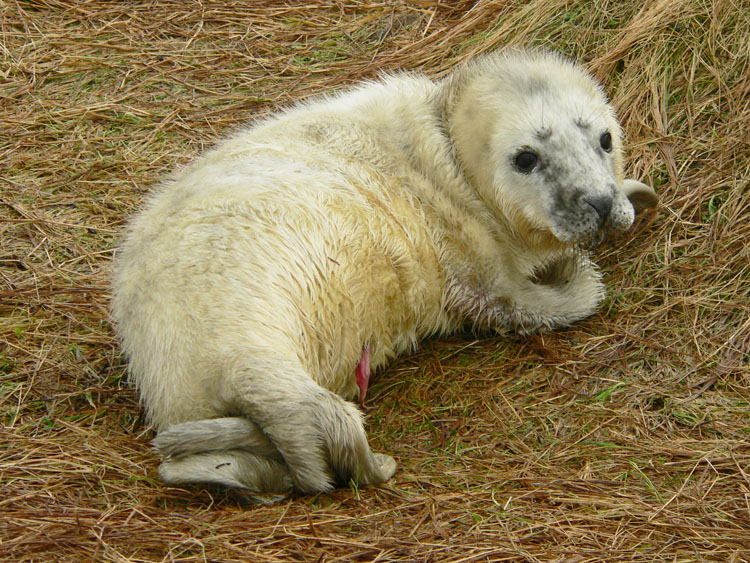 Newborn Grey Seal pup - Ted D'Eon photo - Jan 6, 2006