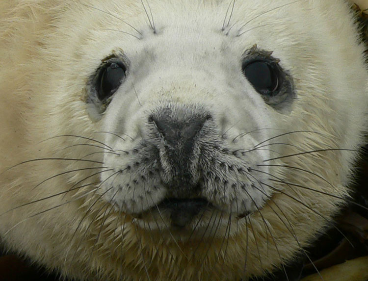 Grey Seal pup - Ted D'Eon photo - Jan 6, 2006
