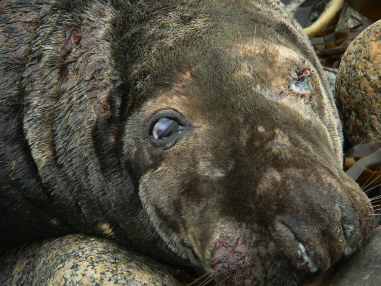 The face of defeat - bull Grey Seal - Ted D'Eon photo - Jan 6, 2006