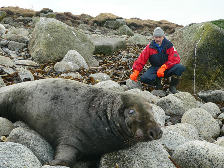 Henri d'Entremont with defeated Grey Seal bull - Ted D'Eon photo - Jan 6, 2006