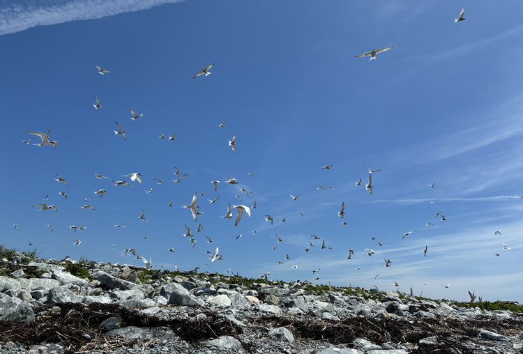 Terns! - North Brother - June 9, 2026