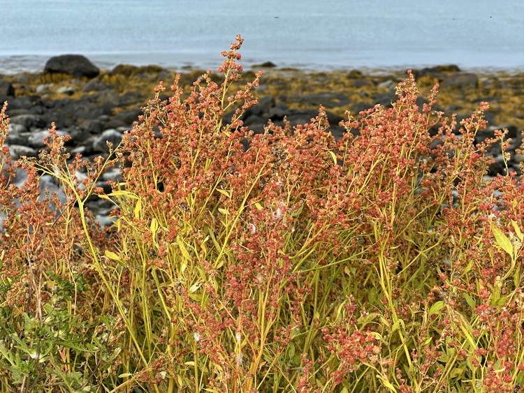 Some of the vegetation - North Brother