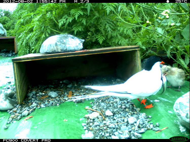 Roseate Tern feeding young - N. Brother, Aug. 2, 2012 - trail camera photo