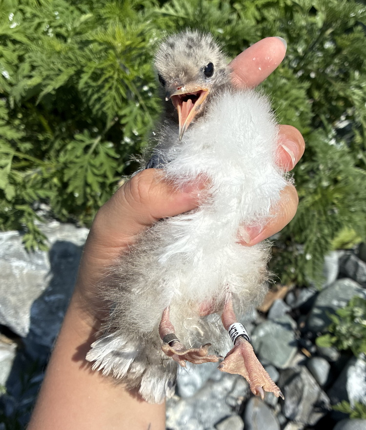 Common Tern chick X78 - North Brother - July 3, 2026