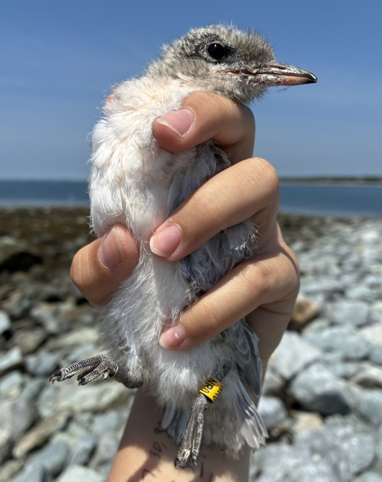 ROST chick NR0 - North Brother - July 9, 2026