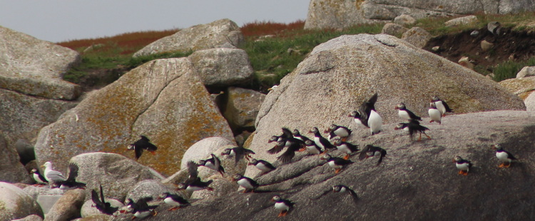 Some of the Puffins at Round Island - June 19 2022 - Missie D'Eon photo