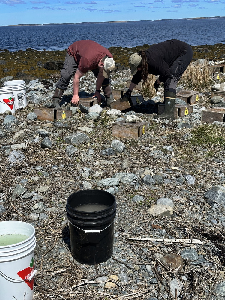 Luc and Alexis setting up the Roseate Tern nesting shelters