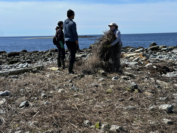 Amélie, Shawn, and Geneviève cleaning up old vegetation