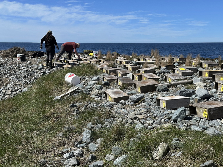 Most of the nesting shelters are in place - North Brother