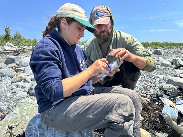 Daphnée and Shawn banding a Roseate Tern chick - North Brother - July 9, 2026