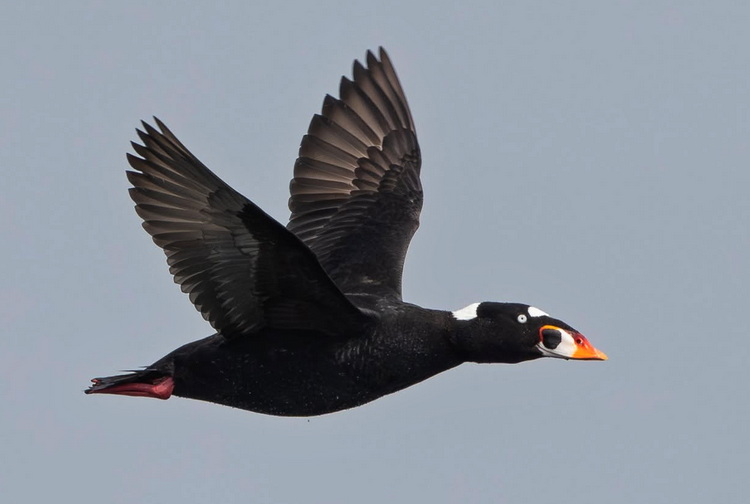 Male Surf Scoter, Pubnico Harbour
