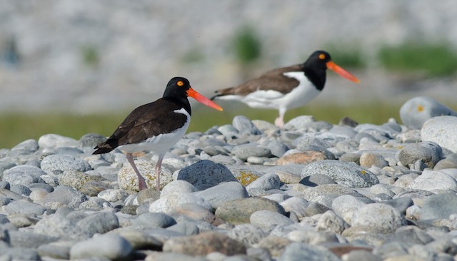 Oystercatchers on Cape Sable - June 17, 2024
